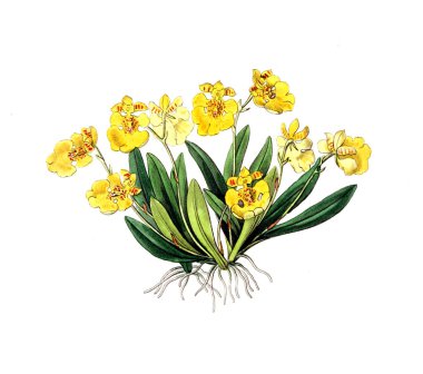 Bitki çizimi. Eski resim