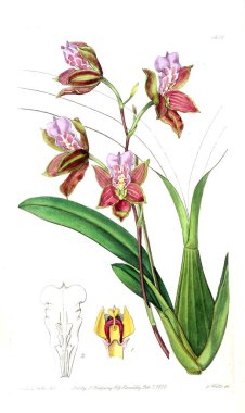 Bitki çizimi. Eski resim