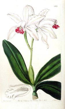 Bitki çizimi. Eski resim