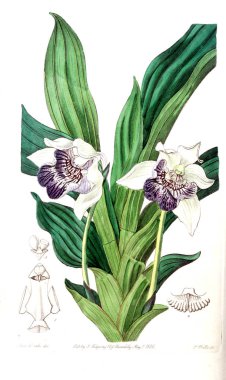 Bitki çizimi. Eski resim