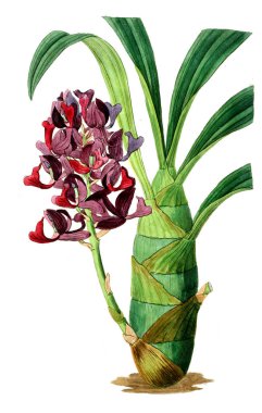 Bitki çizimi. Eski resim