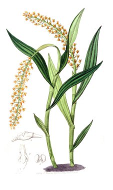 Bitki çizimi. Eski resim