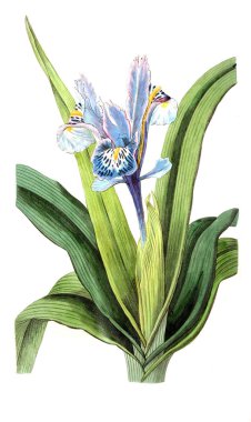 Bitki çizimi. Eski resim