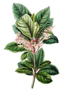 Bitki çizimi. Eski resim