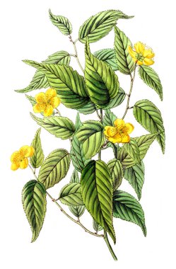 Bitki çizimi. Eski resim