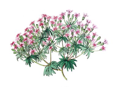 Bitki çizimi. Eski resim