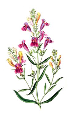 Bitki çizimi. Eski resim