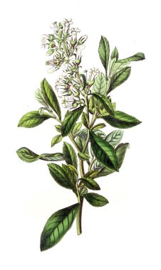 Bitki çizimi. Eski resim