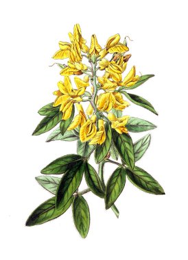 Bitki çizimi. Eski resim