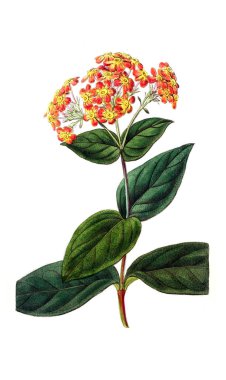 Bitki çizimi. Eski resim