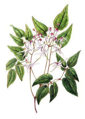 Bitki çizimi. Eski resim