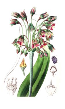 Bitki çizimi. Eski resim