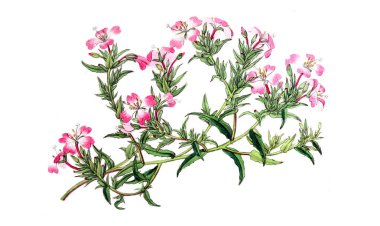 Bitki çizimi. Eski resim