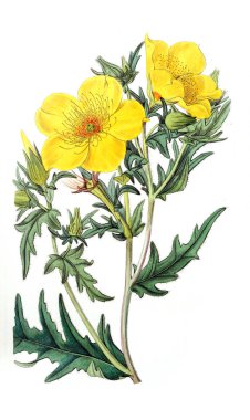 Bitki çizimi. Eski resim