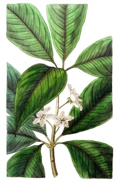 Bitki çizimi. Eski resim