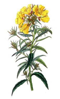 Bitki çizimi. Eski resim