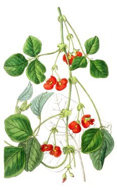 Bitki çizimi. Eski resim