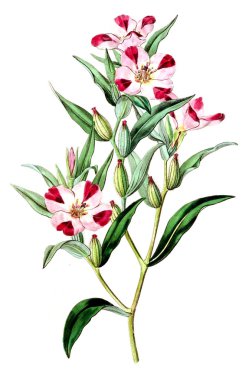 Bitki çizimi. Eski resim