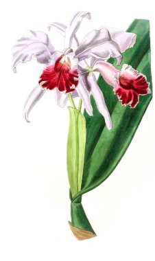 Bitki çizimi. Eski resim