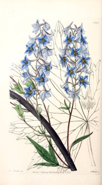 Bitki çizimi. Eski resim