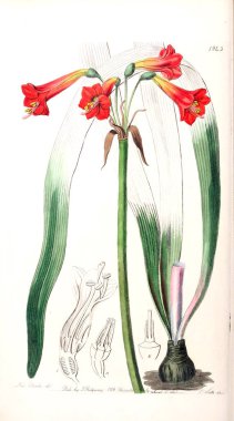 Bitki çizimi. Eski resim