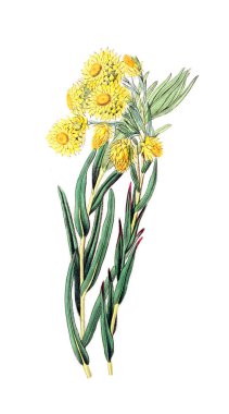 Bitki çizimi. Eski resim