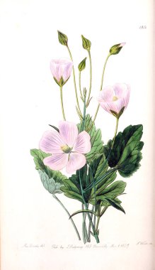 Bitki çizimi. Eski resim