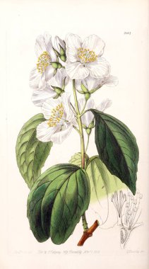 Bitki çizimi. Eski resim