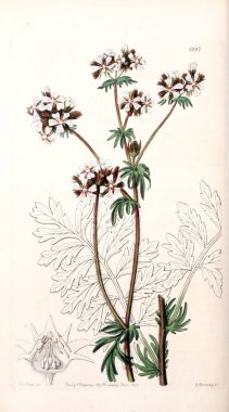 Bitki çizimi. Eski resim