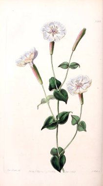 Bitki çizimi. Eski resim