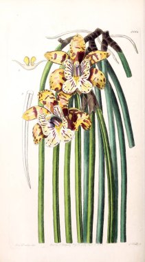 Bitki çizimi. Eski resim