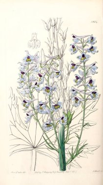 Bitki çizimi. Eski resim