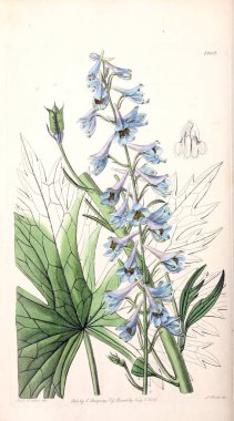 Bitki çizimi. Eski resim