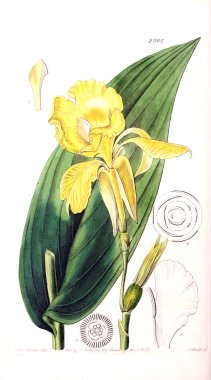 Bitki çizimi. Eski resim