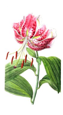 Bitki çizimi. Eski resim