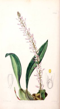 Bitki çizimi. Eski resim