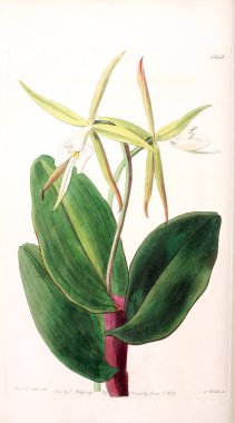 Bitki çizimi. Eski resim