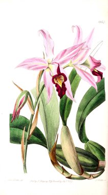 Bitki çizimi. Eski resim