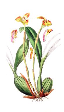 Bitki çizimi. Eski resim