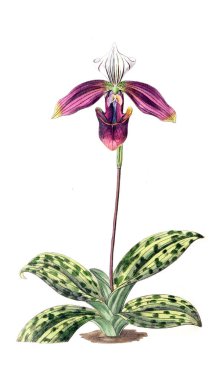 Bitki çizimi. Eski resim