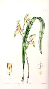 Bitki çizimi. Eski resim