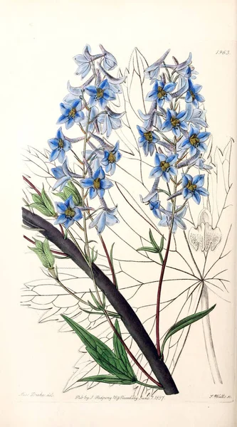 Bitki çizimi. Eski resim