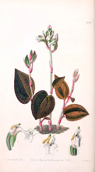 Bitki Çizimi Eski Resim — Stok fotoğraf