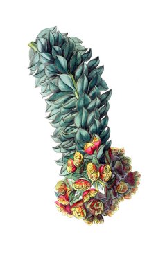 Bitki çizimi. Eski resim