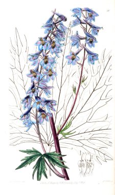 Bitki çizimi. Eski resim