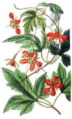 Bitki çizimi. Eski resim