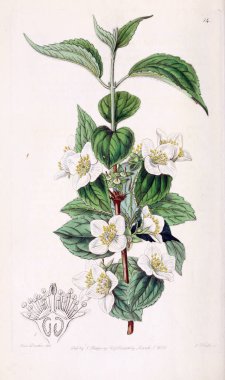 Bitki çizimi. Eski resim