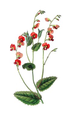 Bitki çizimi. Eski resim