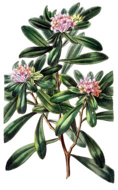 Bitki çizimi. Eski resim