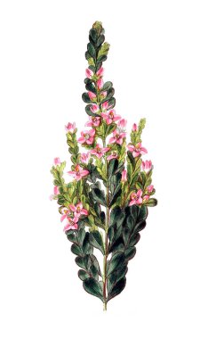 Bitki çizimi. Eski resim